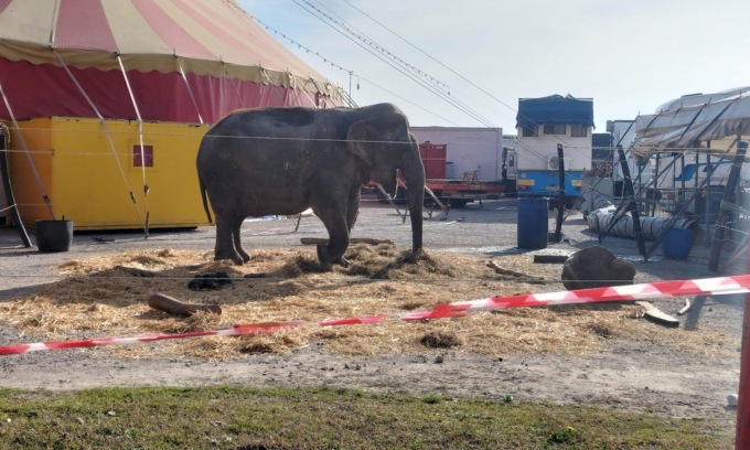 Il suo recinto nel circo è troppo stretto… i carabinieri sequestrano l’elefante