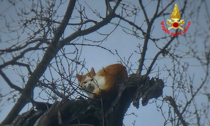 Gatto “highlander” sopravvive per due settimane bloccato su una pianta a 20 metri: salvato dai pompieri