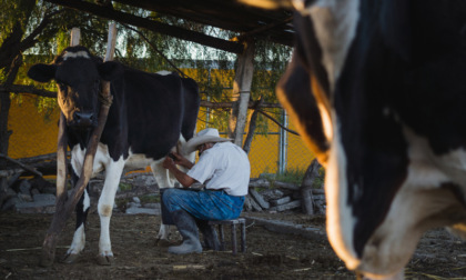 Allevatore schiacciato da una mucca nella stalla: è grave