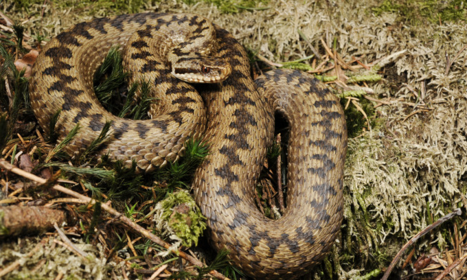 Vuol cogliere un fiore per la sua mamma: bimbo di sei anni morso da una vipera