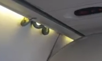 Costretto all'atterraggio d'emergenza: "Ho sentito qualcosa di freddo sui fianchi", sull'aereo c'era un cobra