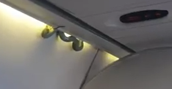 Costretto all’atterraggio d’emergenza: “Ho sentito qualcosa di freddo sui fianchi”, sull’aereo c’era un cobra