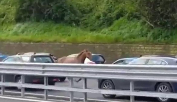 Cavallo contromano in Tangenziale a Napoli: il video