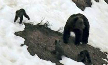 Identificata l'Orsa che ha ucciso il Runner in Trentino, in Toscana donna azzannata da un lupo, a Como 34enne si salva dai cinghiali salendo su un albero