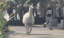 Il video del lama fuggito dal Circo Orfei che percorre la "via dello jogging" a Genova