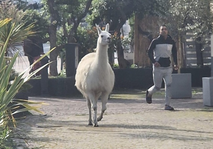 Il video del lama fuggito dal Circo Orfei che percorre la “via dello jogging” a Genova