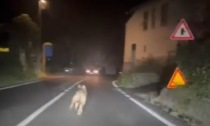 Il lupo che corre per la strada tra auto e case
