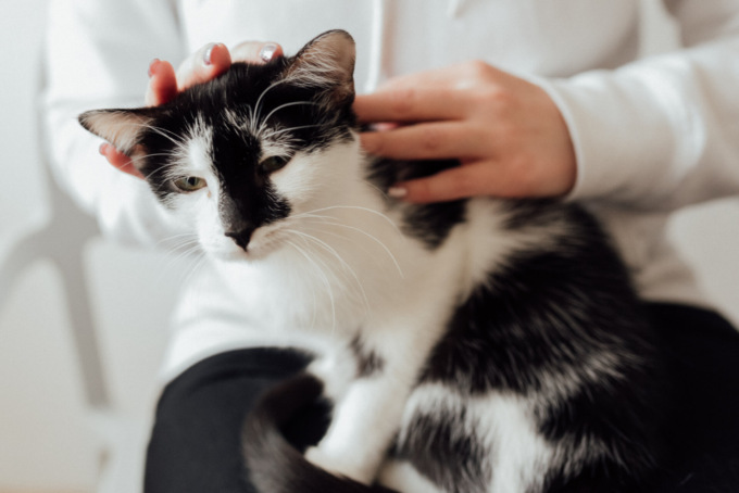 “Guardi più lui di me”: il marito geloso del gatto della moglie lo uccide