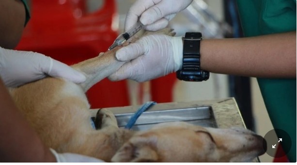 Non ha i soldi per pagare il veterinario, il cane di una sedicenne muore