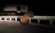 Orsa Jj4, i veterinari invocano l'obiezione: "Non toccatela". Altro orso filmato per strada