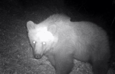 Dopo il Trentino, anche in Valcamonica scatta l’allerta orso