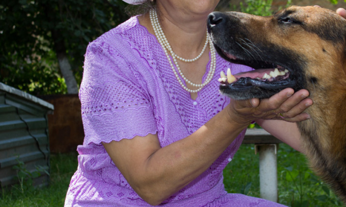 Bisnonna salva la nipote accoltellando il cane che l’aveva azzannata al viso