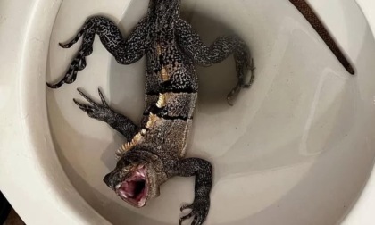 Dal bagno di casa sbuca... un'iguana