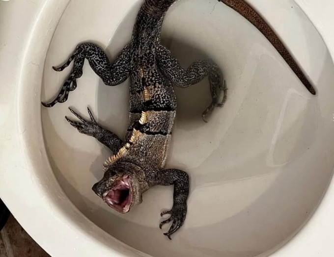 Dal bagno di casa sbuca… un’iguana