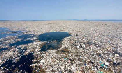 Specie marine si sono adattate a vivere sulle isole artificiali formate di rifiuti