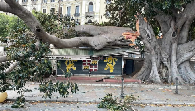 Albero secolare si spezza all’improvviso e crolla su un’edicola