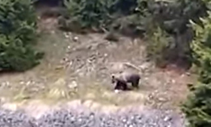 Proteste incrociate a Trento aspettando il verdetto su Jj4. Altro orso avvistato e messo in fuga a pistolettate