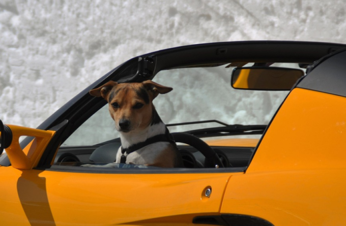 Fermato dalla Polizia scambia posto al volo col suo cane: “Stava guidando lui!”