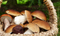 Raccolgono funghi e li mangiano: marito e moglie in fin di vita