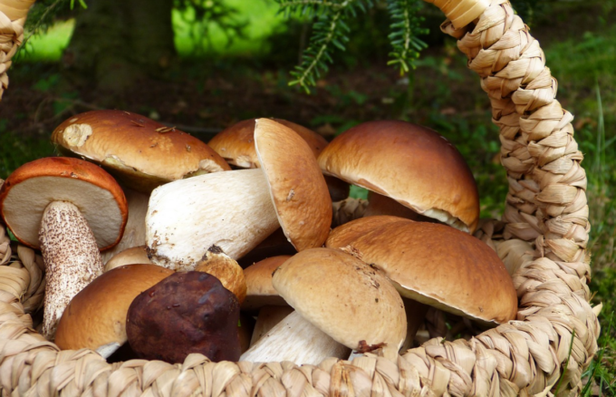 Scambia dei funghi velenosissimi per chiodini: famiglia in ospedale. Morta anziana