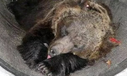 Fratelli d'Italia sul Consiglio di Stato che ha salvato l'orsa: "Basta caccia alle streghe su Jj4"