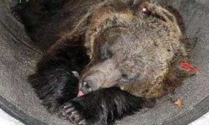 Orsi da abbattere, il Tar di Trento: “Ci pensi l’Europa”. Gli animalisti “Come Ponzio Pilato”