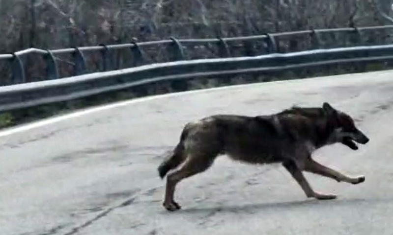 Non solo orsi: dal Piemonte alla Lombardia continui avvistamenti anche di lupi