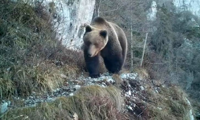 Fungaiolo aggredito da un orso in Trentino, l’animale sarà abbattuto