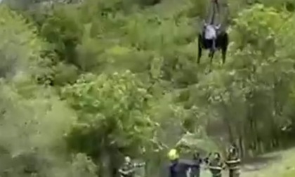 Mucca "volante": il video dello spettacolare salvataggio con l'elicottero