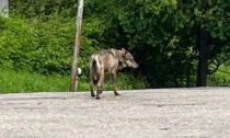 A passeggio col cane in centro viene aggredita da un lupo che la scaraventa a terra e porta via il suo cucciolo tra i denti