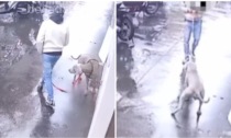 Tenta di rapire un cane legato fuori da un negozio: l'animale si impunta e lo fa scappare. Il video
