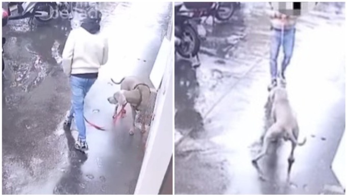 Tenta di rapire un cane legato fuori da un negozio: l’animale si impunta e lo fa scappare. Il video