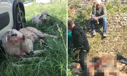 Treno investe un gregge sui binari: morte oltre cinquanta pecore