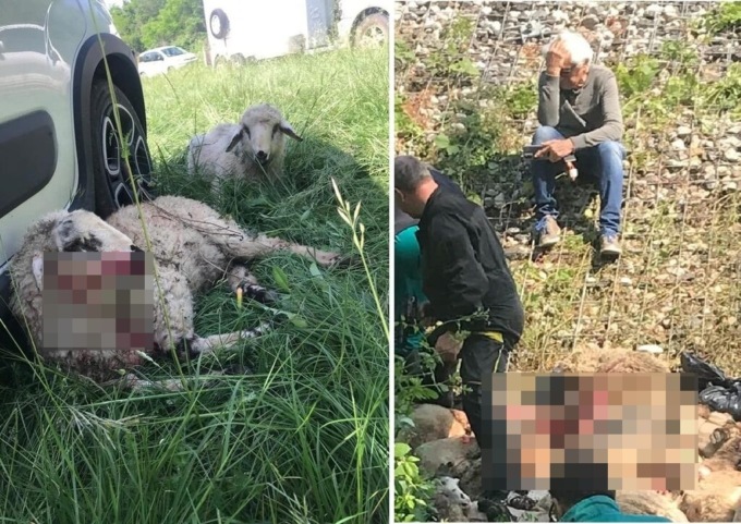 Treno investe un gregge sui binari: morte oltre cinquanta pecore