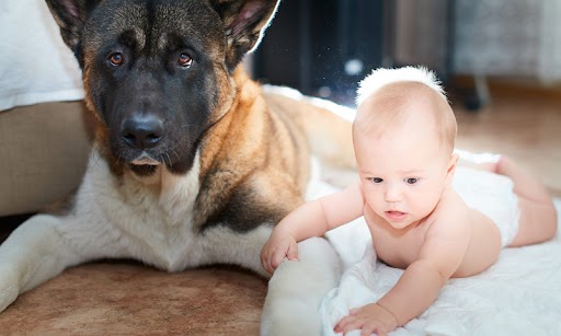 Bimbo di un anno azzannato al viso dal pastore tedesco di famiglia