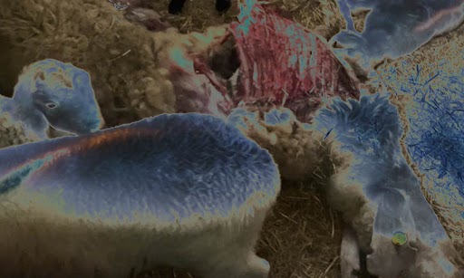Perché sulle pecore scuoiate a Samarate aleggia la pista dei riti satanici