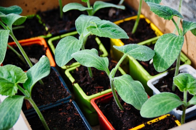Gli italiani amano l’orto: 6 su 10 si danno alla coltivazione