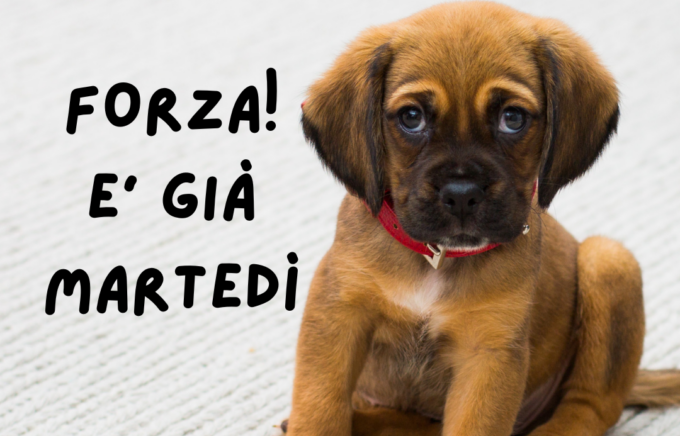 Buongiorno buon martedì 6 giugno 2023: frasi e immagini gratis da inviare via WhatsApp