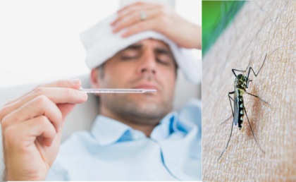 In provincia di Brescia un caso autoctono di Dengue: il primo in Italia nel 2024
