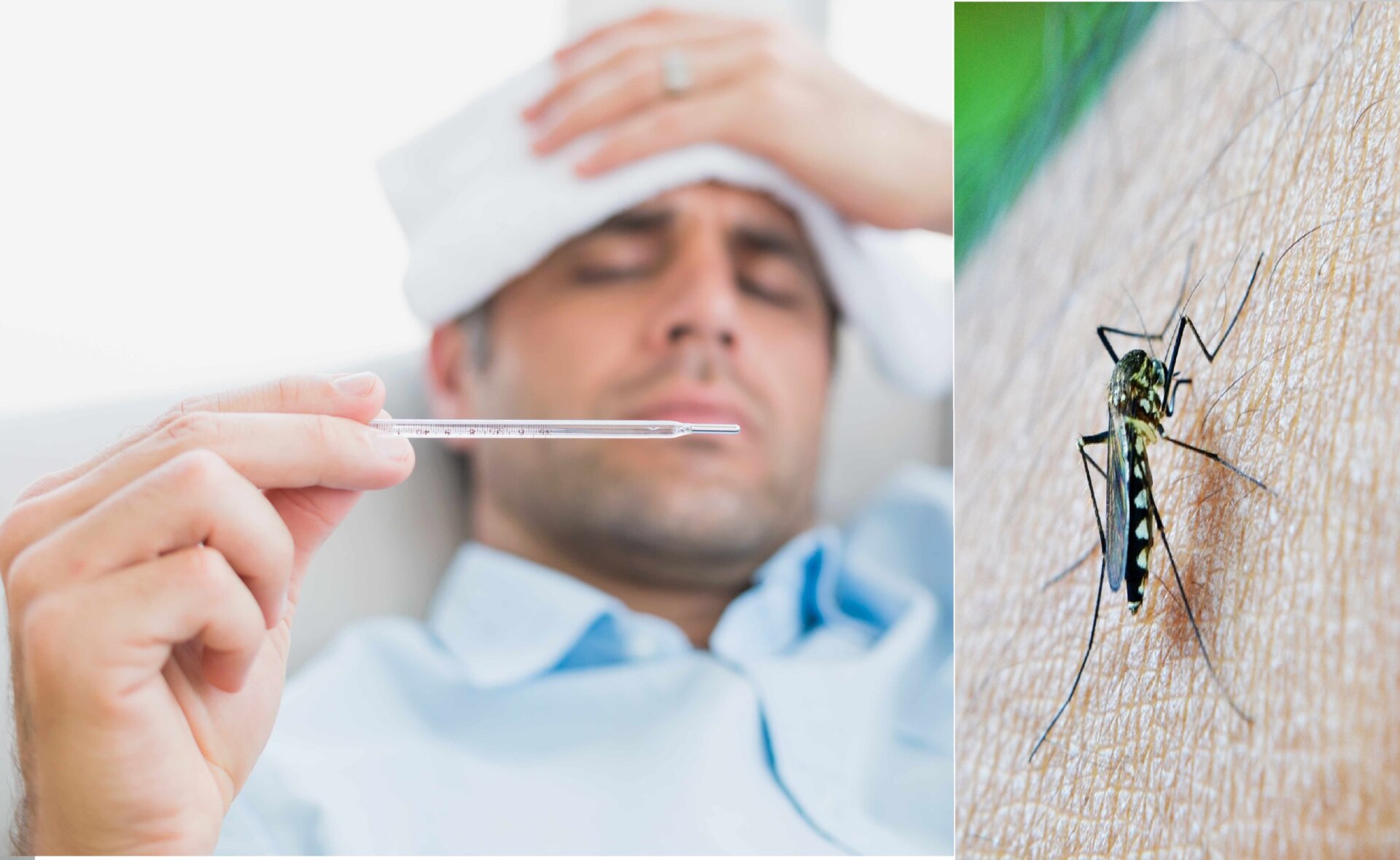 Febbre dengue sintomi, come si prende e quanto è pericolosa