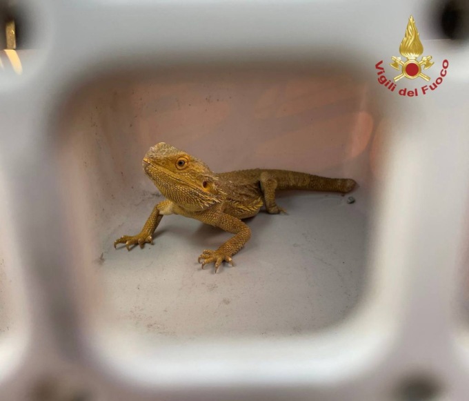 Mistero o cos’altro, il Drago Barbuto lascia l’Australia e arriva in Italia