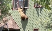 Il video dell'orso che scappa dalla finestra di casa dopo aver rubato il pranzo