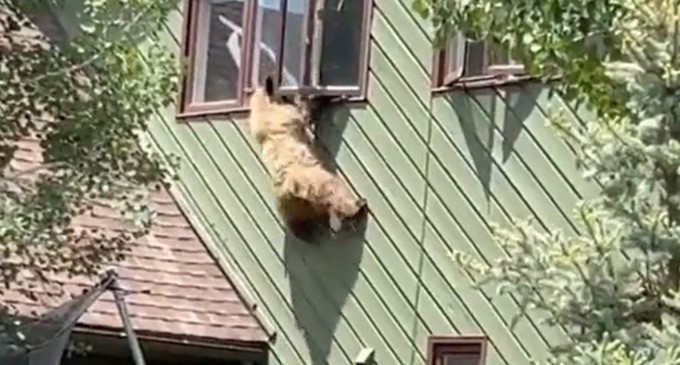 Il video dell’orso che scappa dalla finestra di casa dopo aver rubato il pranzo