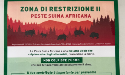 In Lombardia sanificano anche le gomme di bici e auto per fermare la peste suina africana