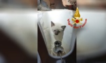 Gattino incastra la testa nel wc, servono i vigili del fuoco per liberarlo: il video