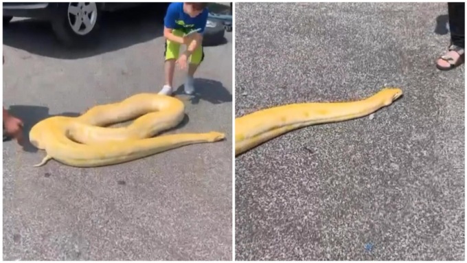 Pitone albino di 3 metri striscia per le strade di Roma: un bimbo prova ad accarezzarlo