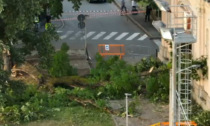 Le foto dell'albero crollato in oratorio a Luino: ancora in ospedale mamma e figlia di 7 anni travolte