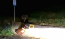 Un altro orso filmato vicino alle case a Caldes, dov'è stato ucciso Andrea Papi