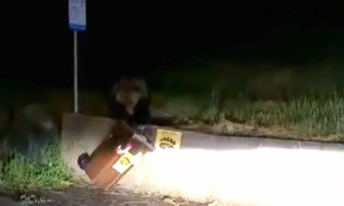 Un altro orso filmato vicino alle case a Caldes, dov’è stato ucciso Andrea Papi