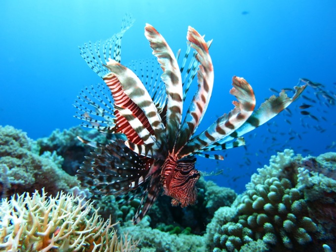 Nei mari italiani è arrivato il pericolosissimo pesce scorpione